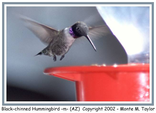 Black-chinned Hummingbird -male- (Arizona)