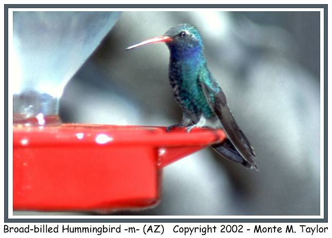 Broad-billed Hummingbird -male- (Arizona)