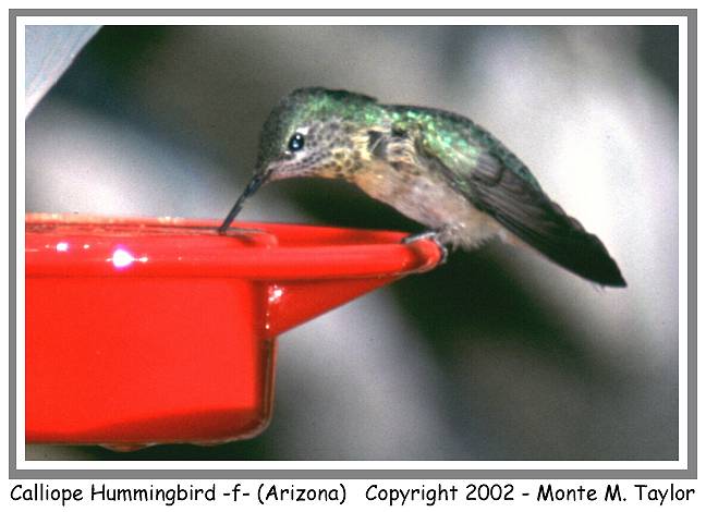 Calliope Humminbird -female- (Arizona)