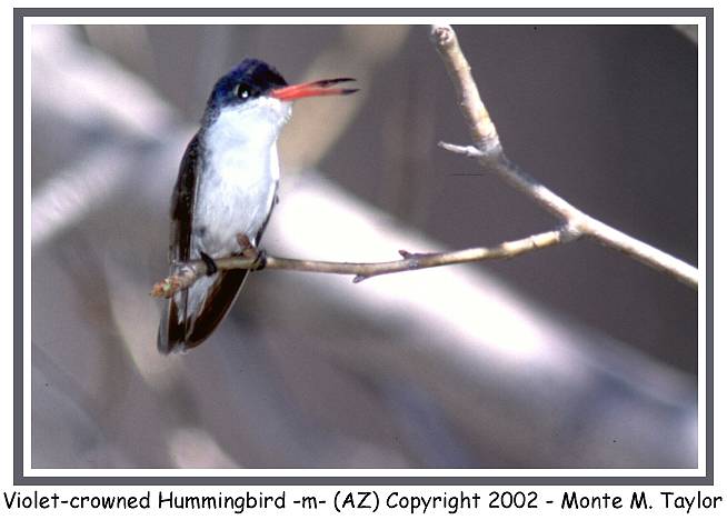 Violet-crowned Humminbird -male- (Arizona)