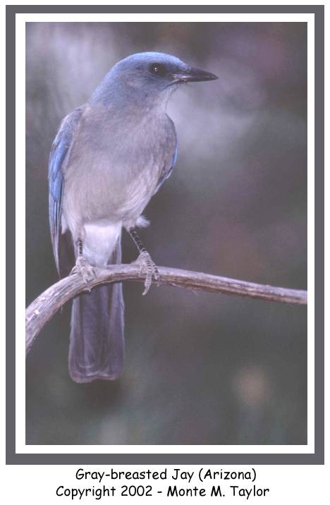 Gray-breasted Jay (Arizona)