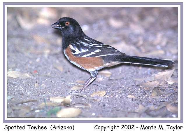 Spotted Towhee (Arizona)