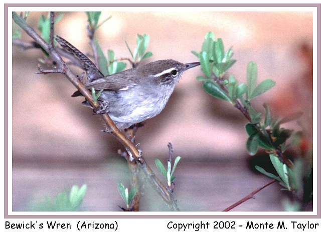 Bewick's Wren (Arizona)