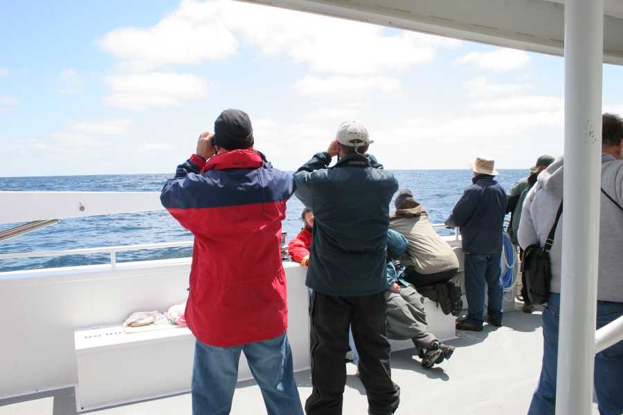Pelagic birding, 85 miles out to sea from Santa Barbara