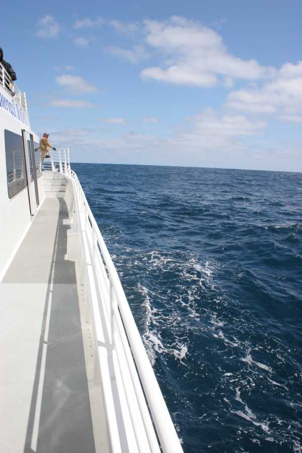 Pelagic Birding with hopes for Pterodroma petrels - none to be had :(