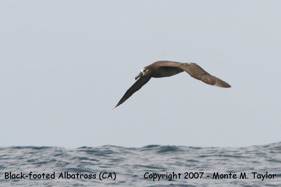 Black-footed Albatross (CA)