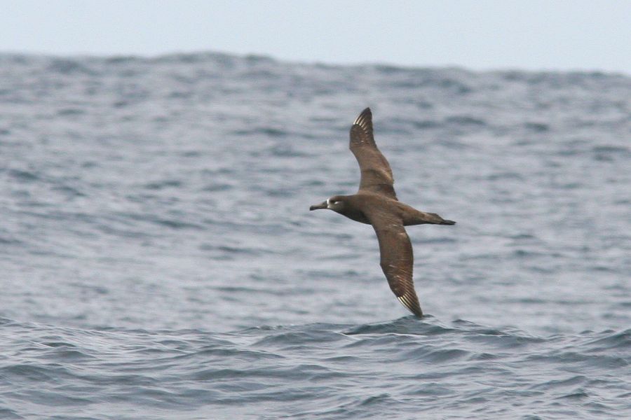 Black-footed Albatross (CA)