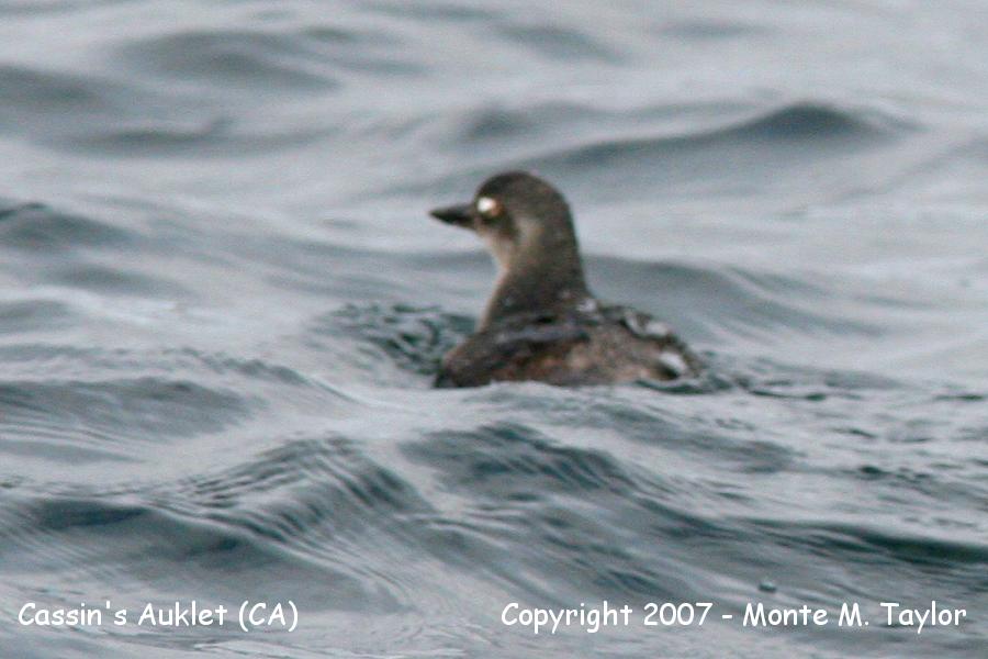Cassin's Auklet (CA)