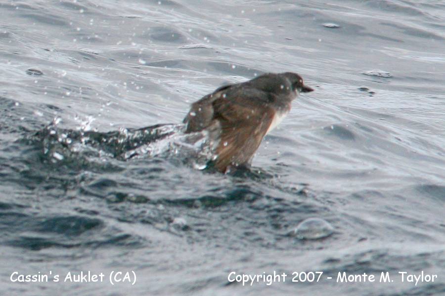 Cassin's Auklet (CA)