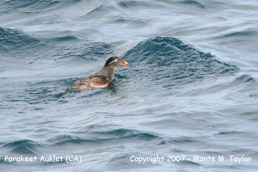 Parakeet Auklet (CA) - very unexpected w/ few records!!