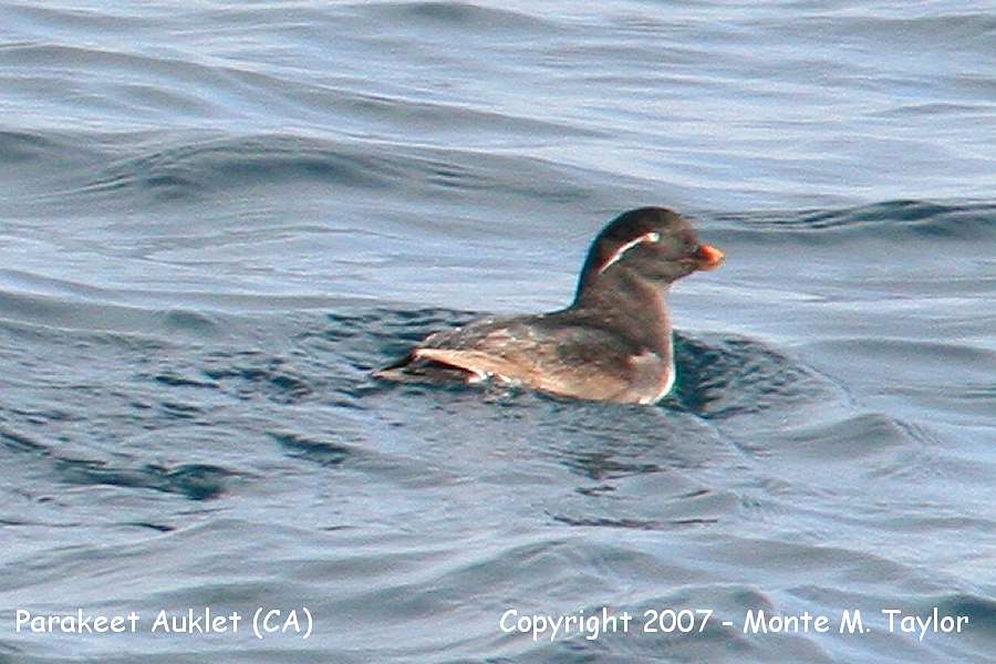 Parakeet Auklet (CA) - very unexpected w/ few records!!