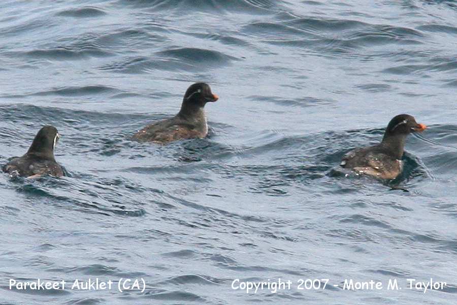 Parakeet Auklet (CA) - very unexpected w/ few records!!