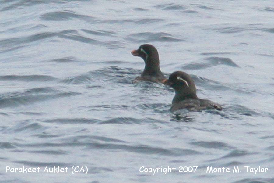 Parakeet Auklet (CA) - very unexpected w/ few records!!
