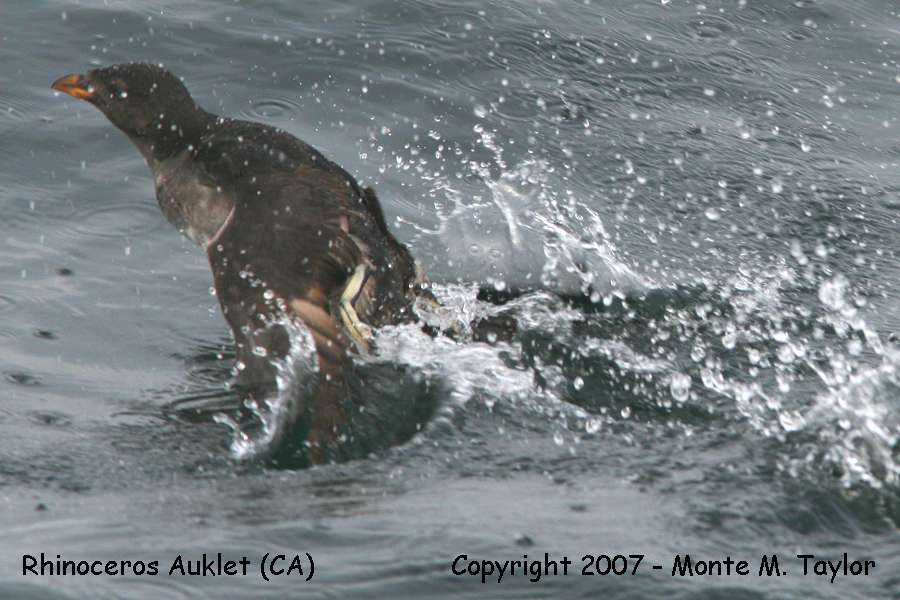 Rhinoceros Auklet (CA) - spring