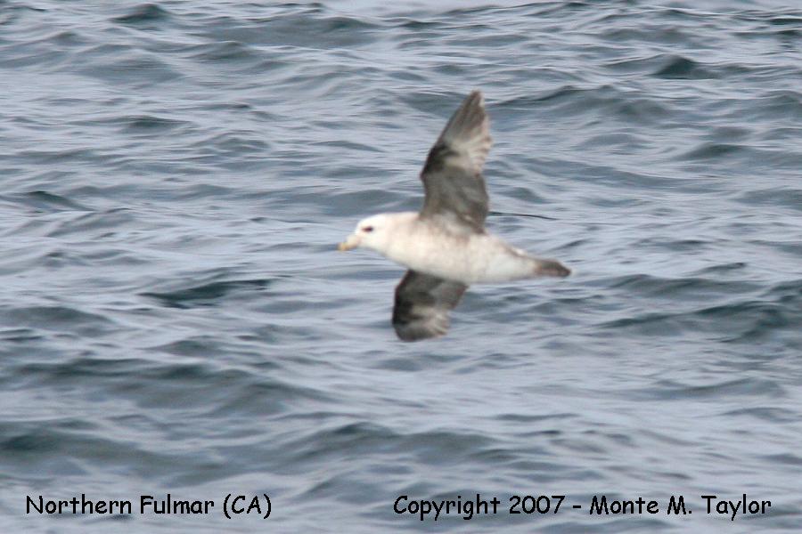 Northern Fulmar (CA)