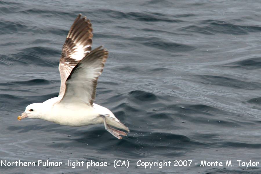Northern Fulmar -light phase- (CA)