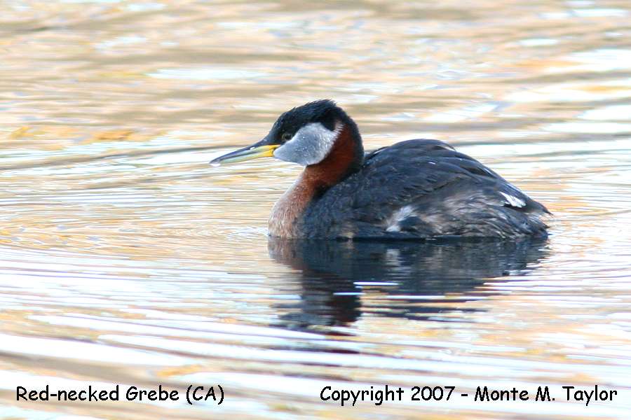 Red-necked Grebe (CA) - spring - near breeding plumage