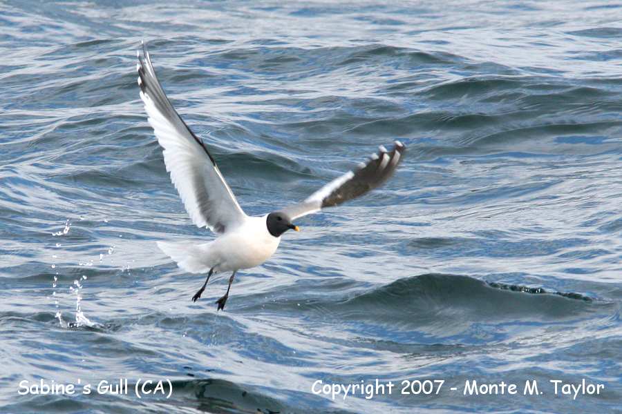 Sabine's Gull (CA)