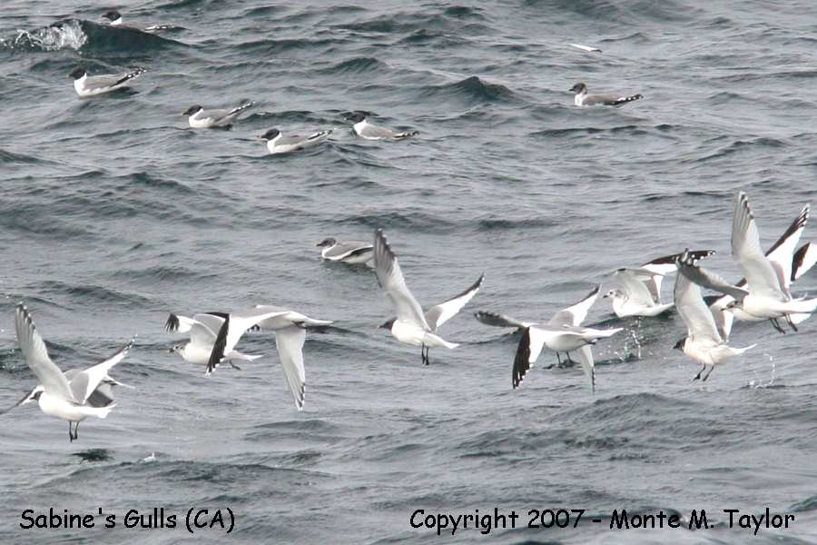 Sabine's Gulls (flocks totalling 1,000 + in one day!)