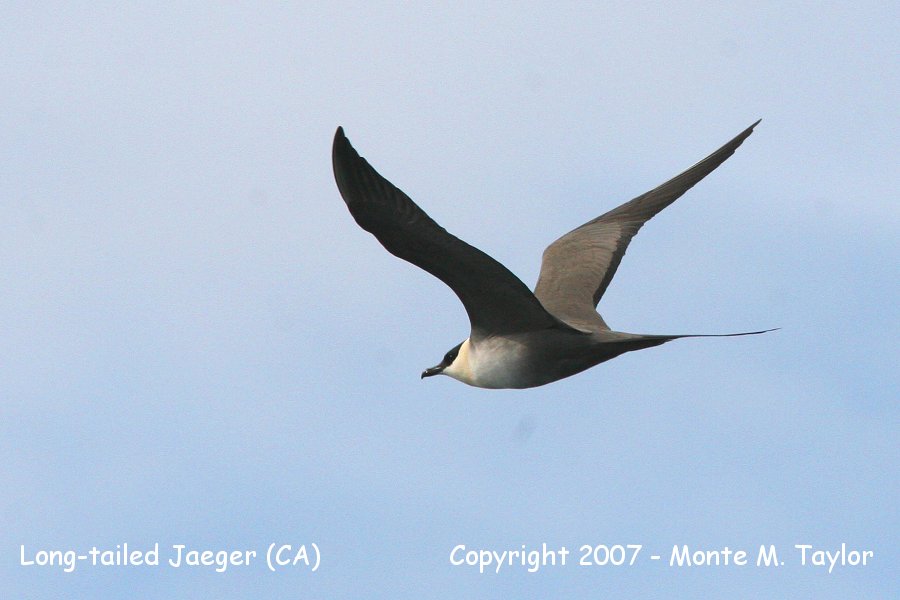 Long-tailed Jaeger (CA)