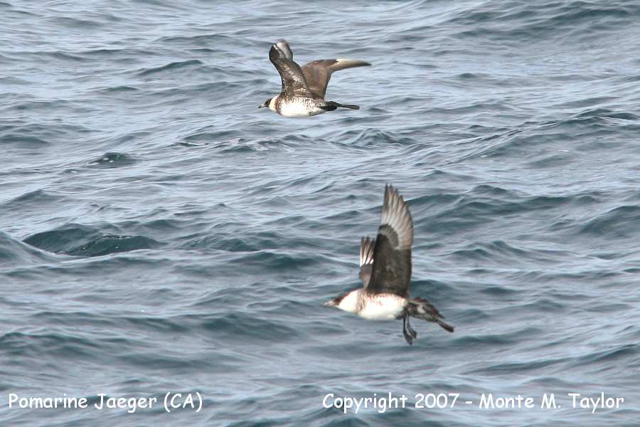 Pomarine Jaegers (CA)