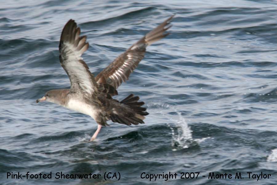 Pink-footed Shearwater (CA)