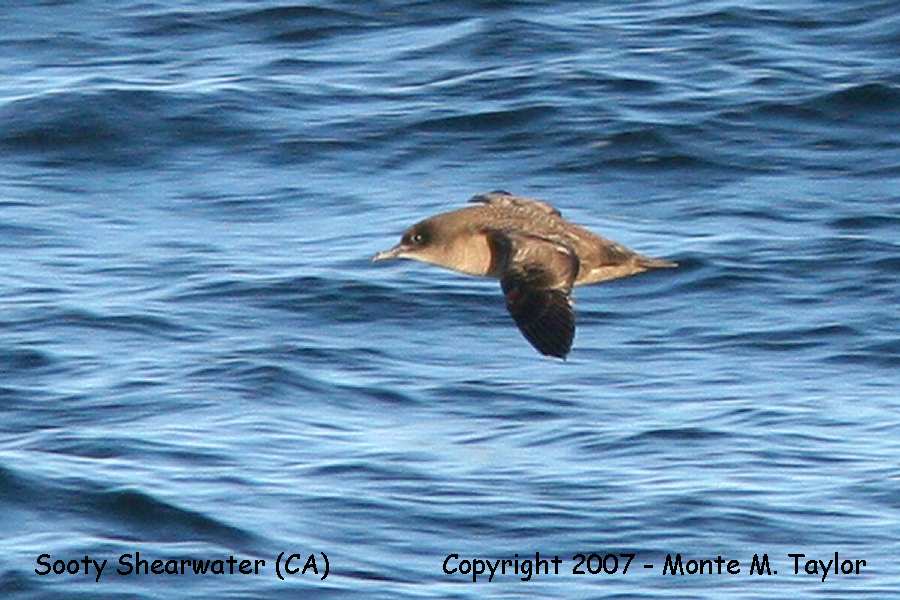 Sooty Shearwater (CA)