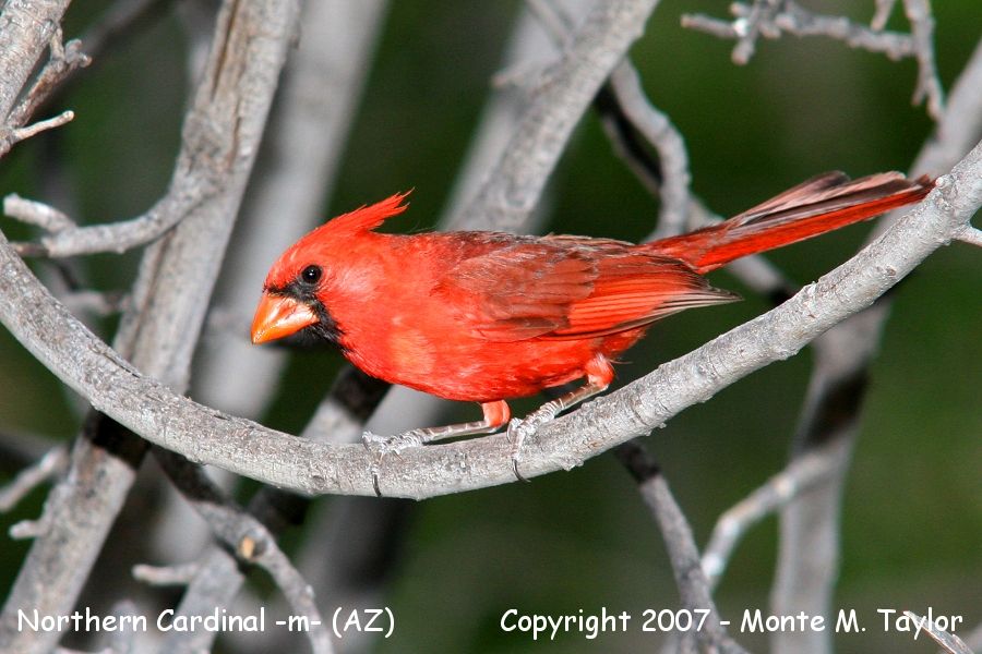 Northern Cardinal -male- (Arizona)