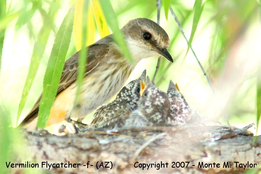 Vermilion Flycatcher -female feeding chicks- (Arizona)