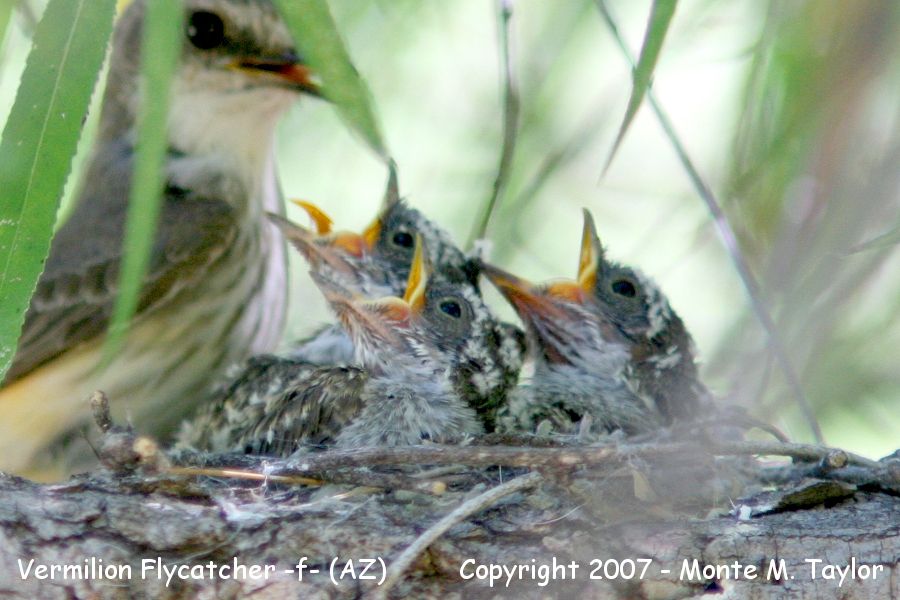 Vermilion Flycatcher -female feeding chicks- (Arizona)