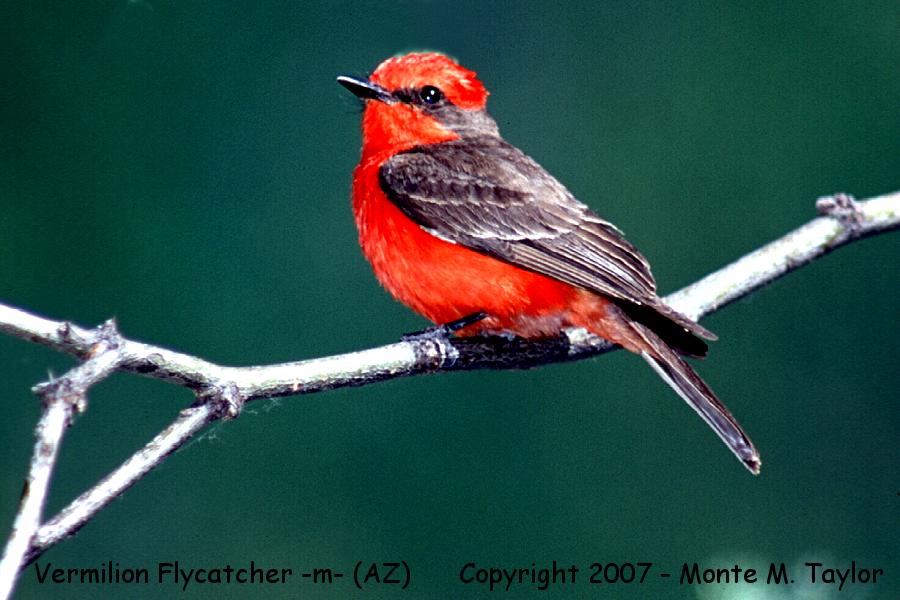 Vermilion Flycatcher -male- (Arizona)