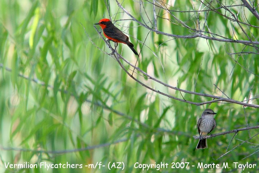 Vermilion Flycatcher -pair- male above/female below (Arizona)