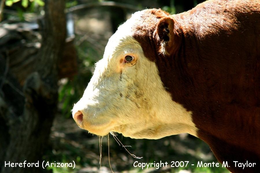 Hereford Steer (Arizona) - just for laughs!!