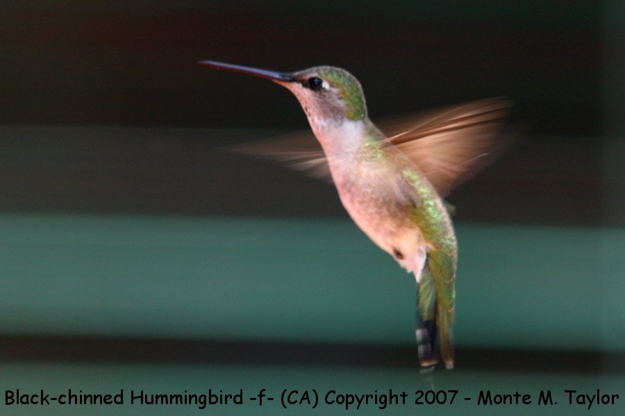 Black-chinned Hummingbird -female- (California)