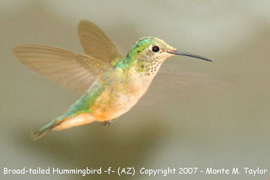 Broad-tailed Hummingbird -female- (Arizona)