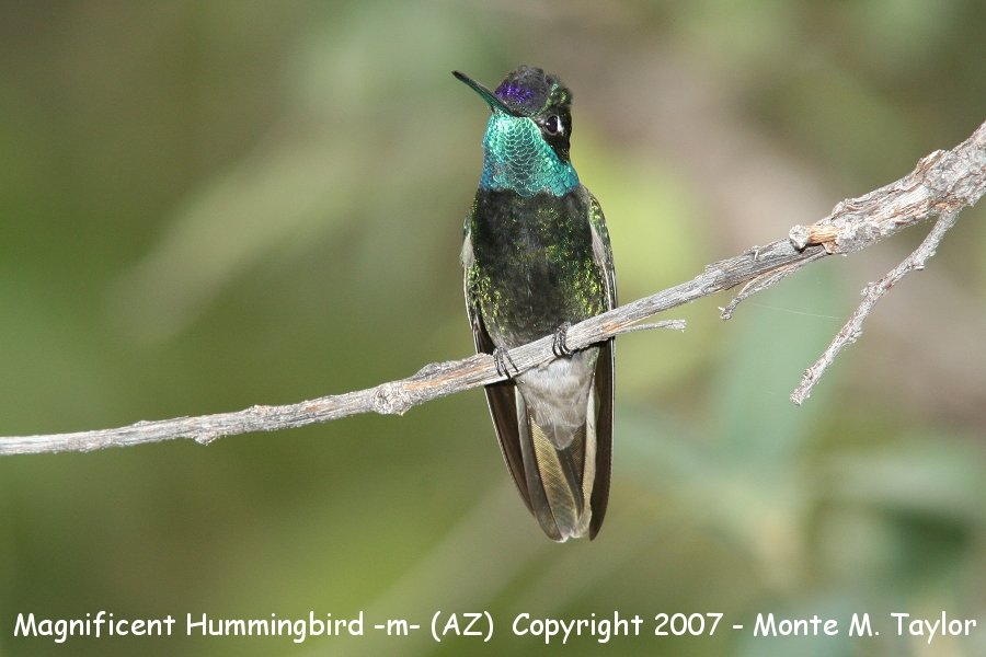 Magnificent Hummingbird -male- (Arizona)
