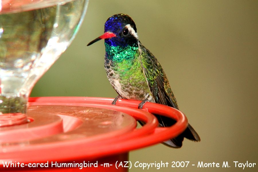 White-eared Hummingbird -male- (Arizona)