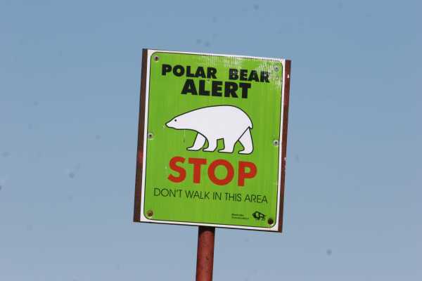 Signs posted around Churchill when there is a Polar Bear sighting