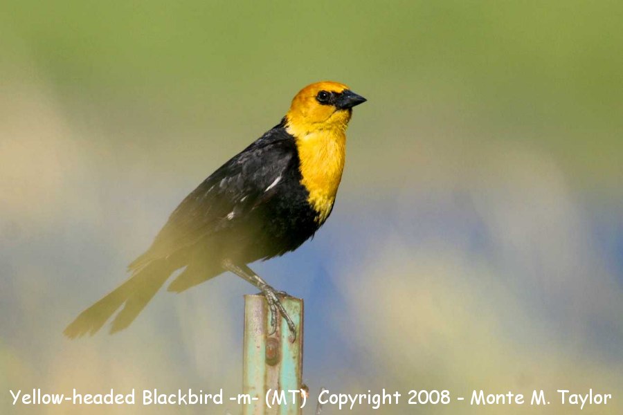 Yellow-headed Blackbird -male- (Manitoba)