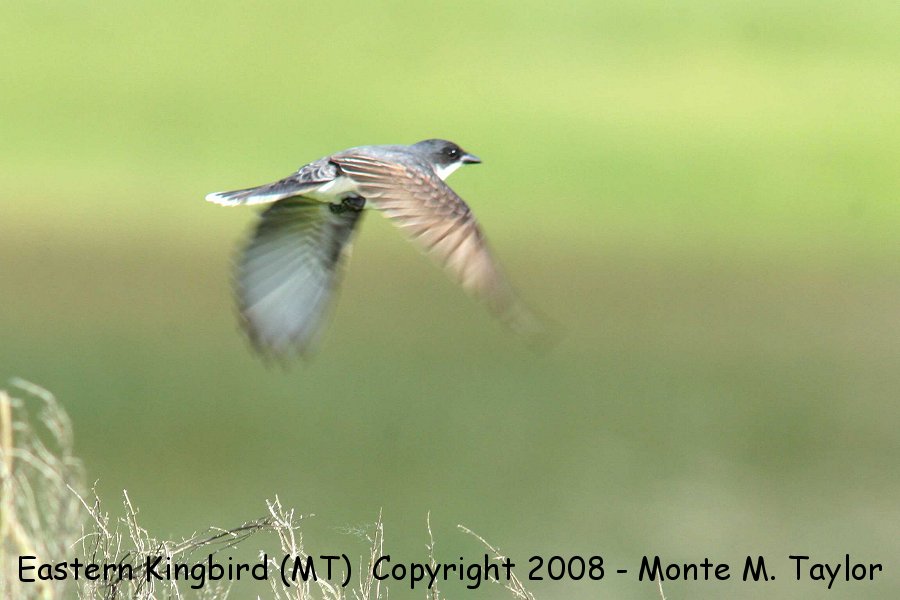 Eastern Kingbird -flight- (Montana)