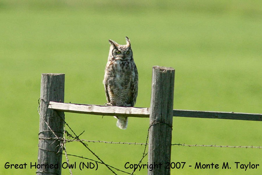 Great Horned Owl (North Dakota)