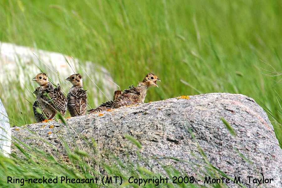 Ring-necked Pheasant -babies- (North Dakota)