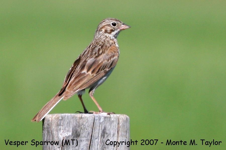 Vesper Sparrow (Montana)
