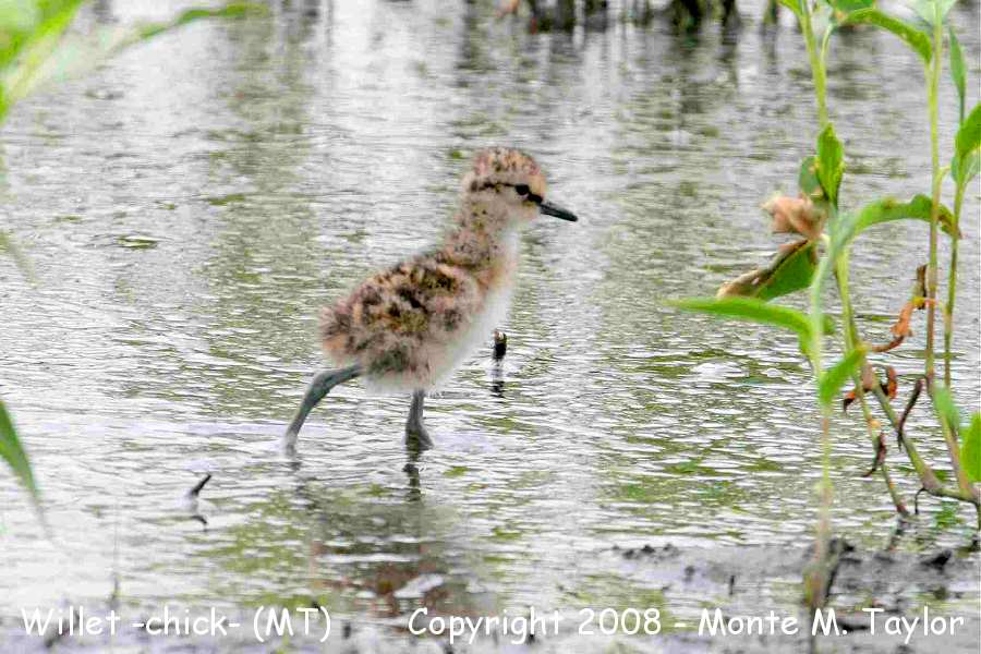 Willet -chick- (Montana)
