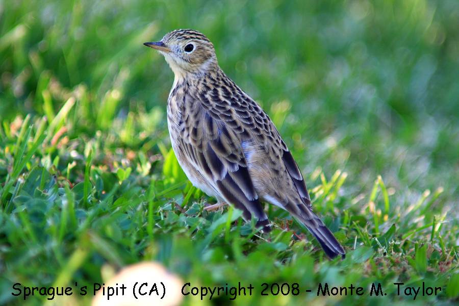 Sprague's Pipit -fall- (Galileo Hills, California)