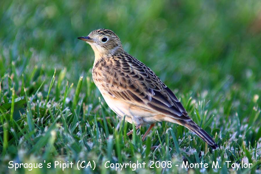 Sprague's Pipit -fall- (Galileo Hills, California)