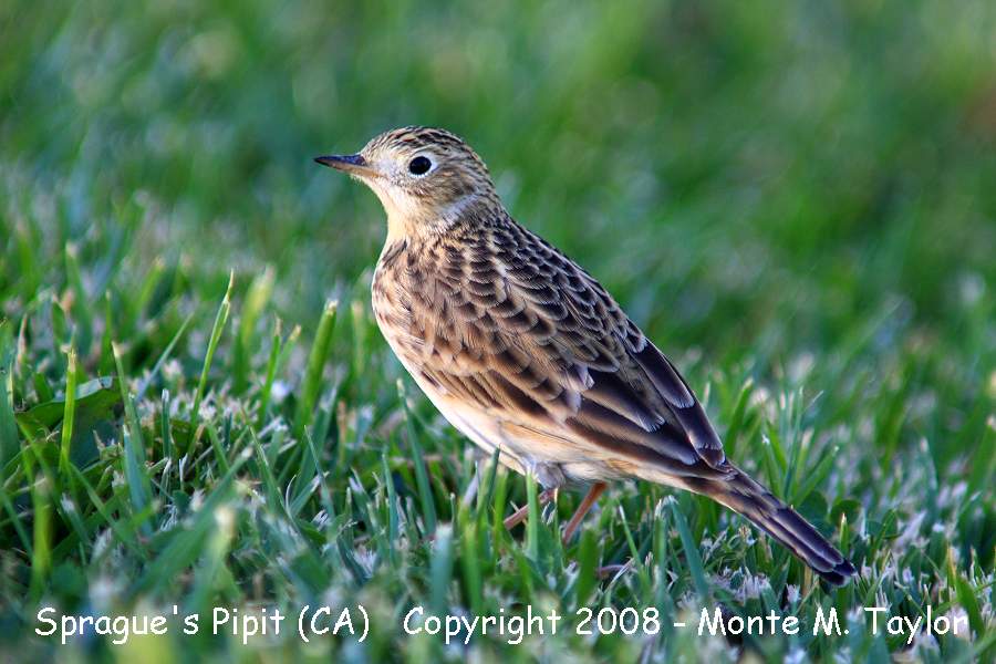 Sprague's Pipit -fall- (Galileo Hills, California)