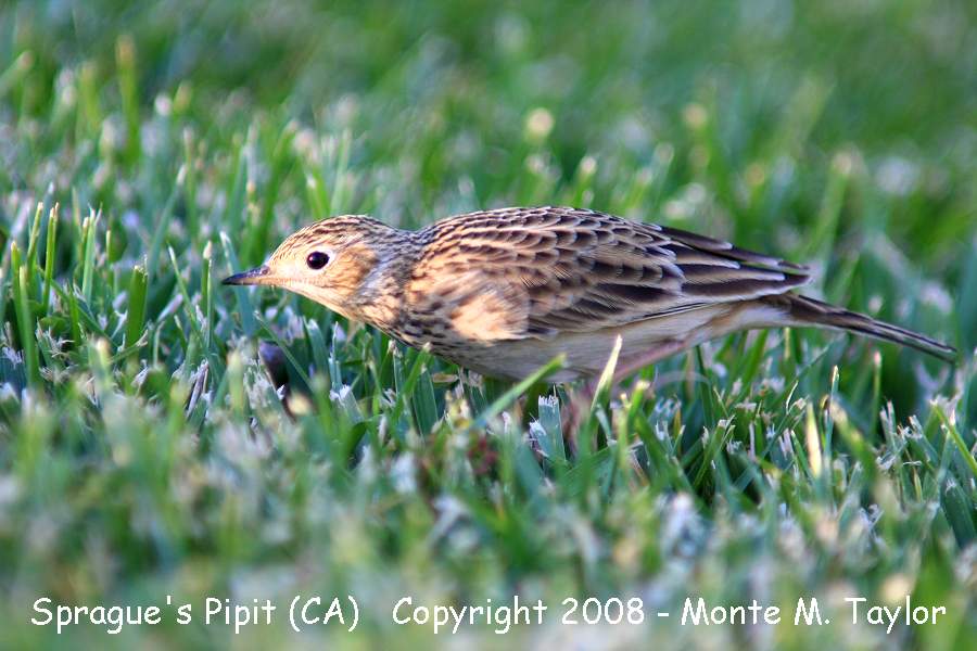 Sprague's Pipit -fall- (Galileo Hills, California)