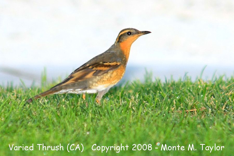 Varied Thrush -fall female- (Galileo Hills, California)