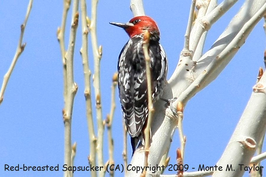 Red-breasted Sapsucker -spring- (California)